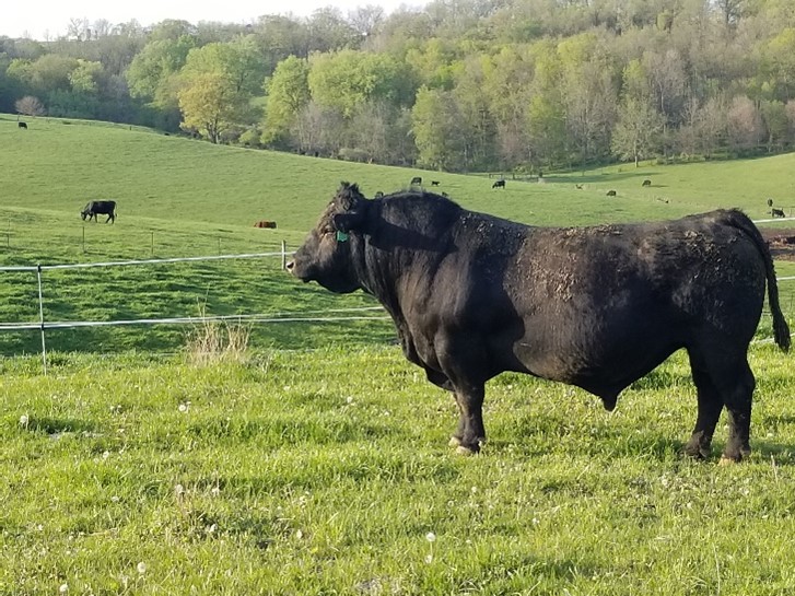 Spring Creeks Cattle Company